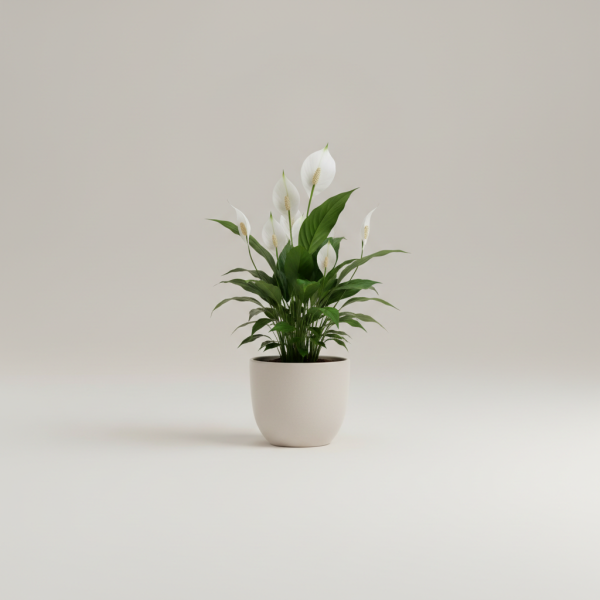 Peace Lily Bloom Pot